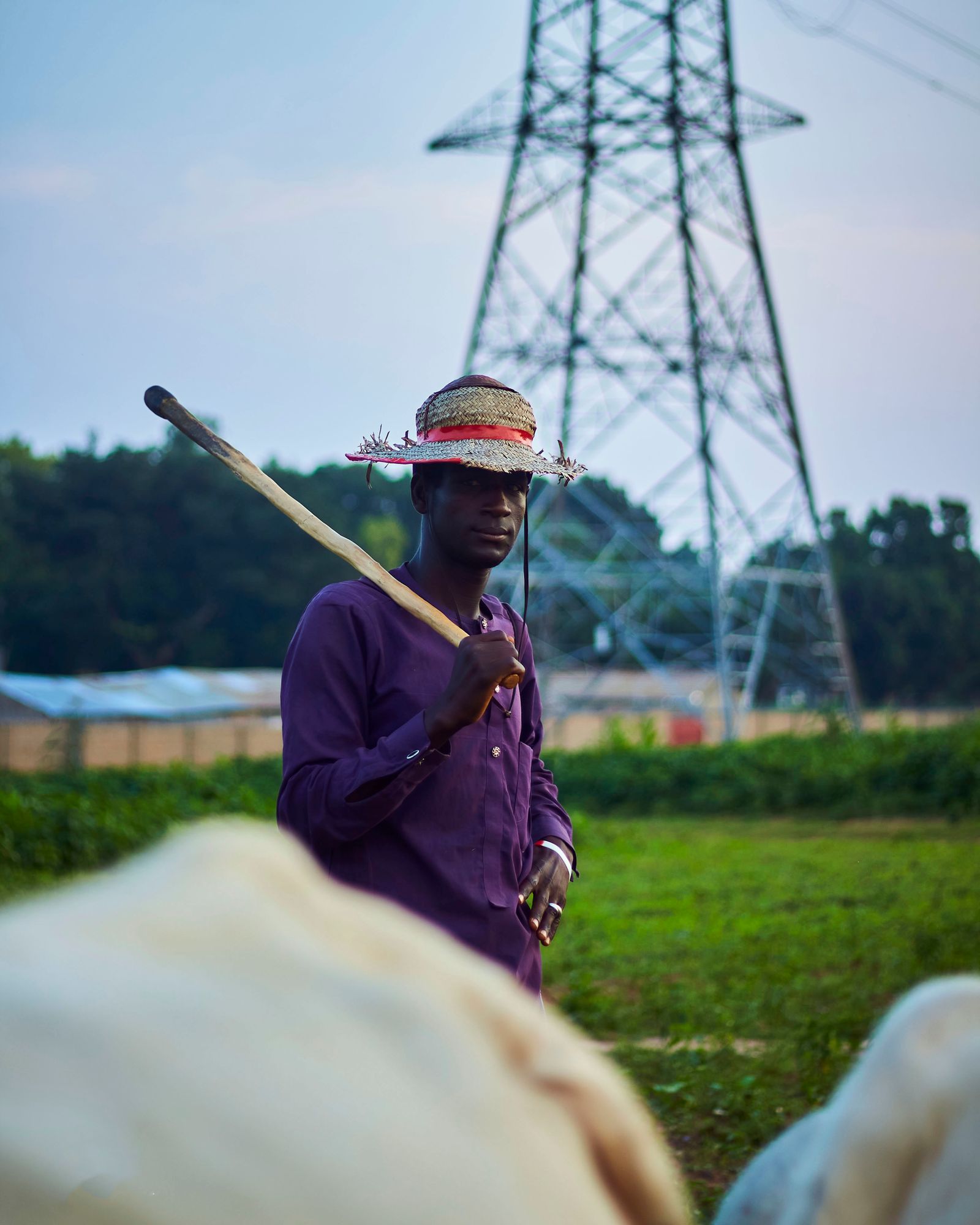 A farmer tending cattle