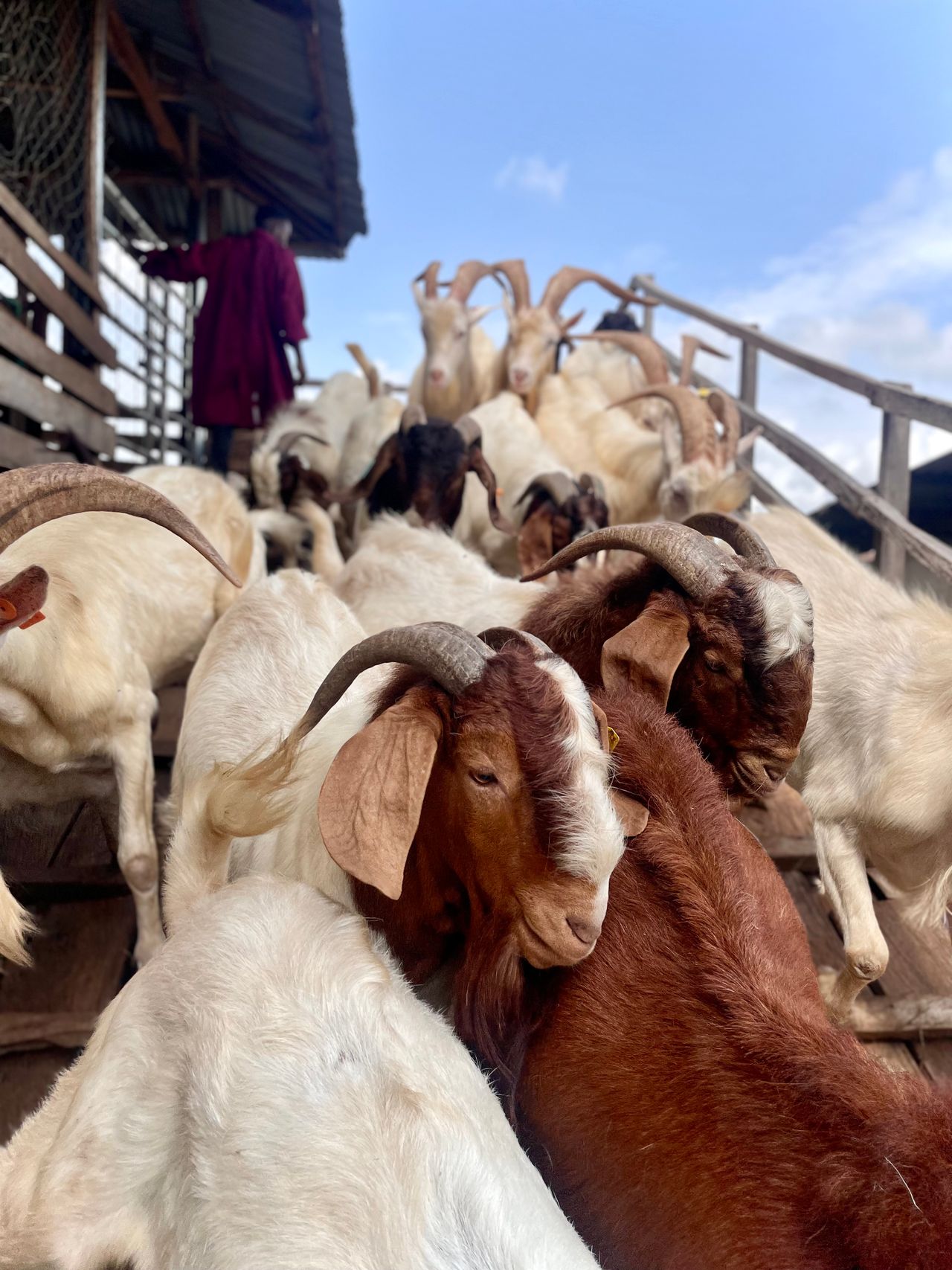 A herd of goats