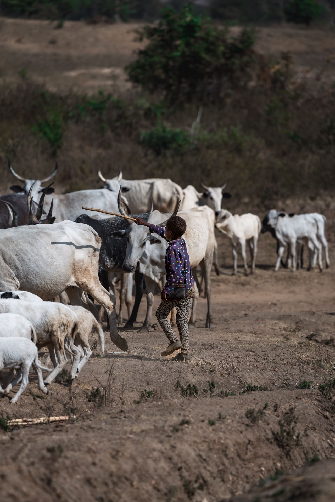 A young herder leading cattle through the Nigerian countryside