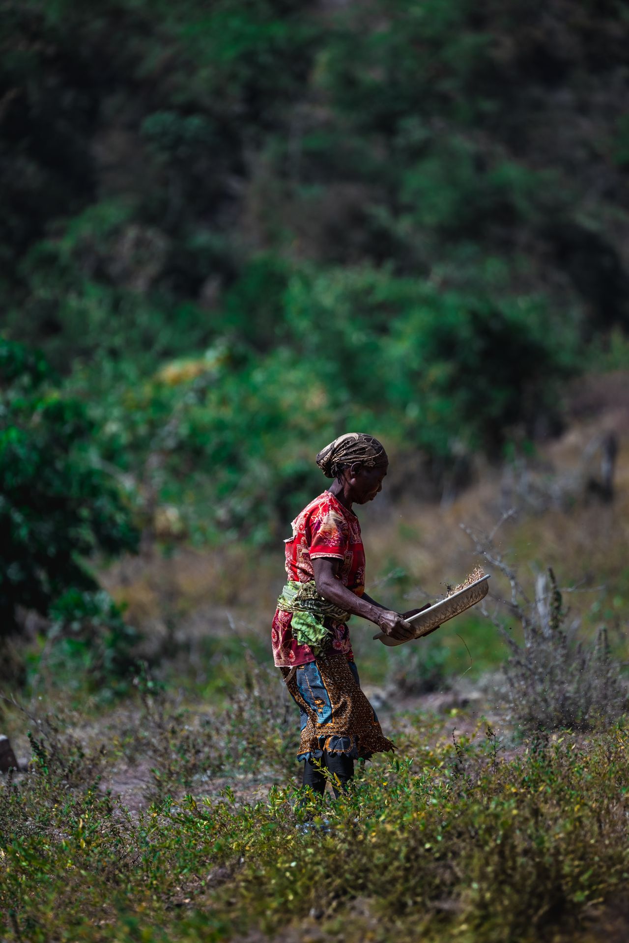 A woman harvesting in rural Nigeria